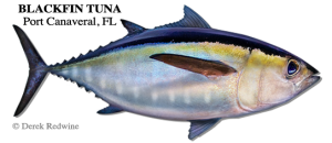 Blackfin Tuna FishRelentless