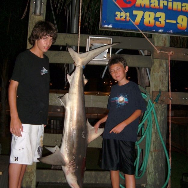 blacktip shark