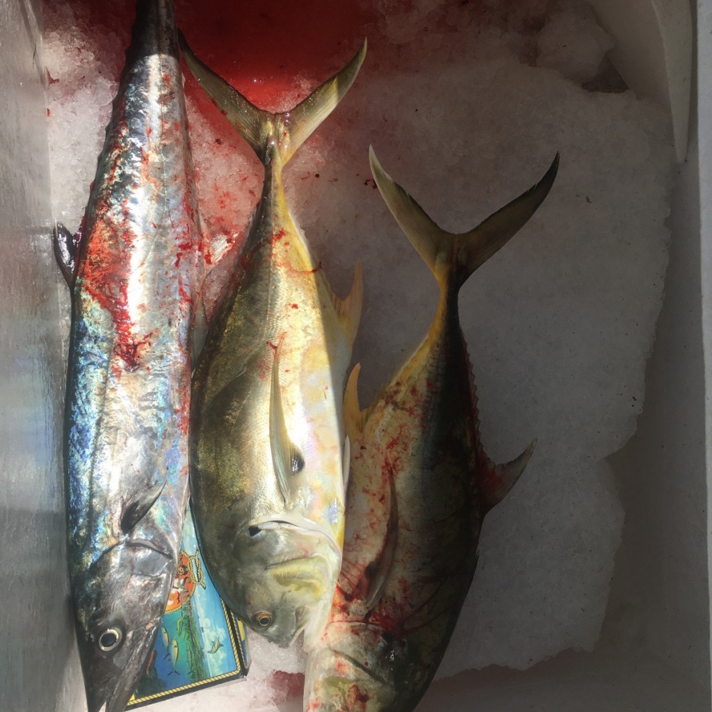 jack crevelle and kingfish in Cocoa Beach & Port Canaveral, FL