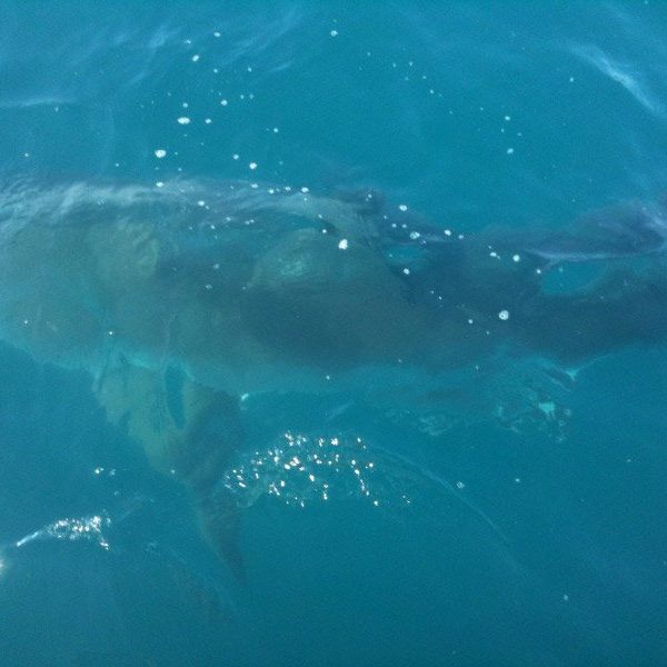 great white canaveral