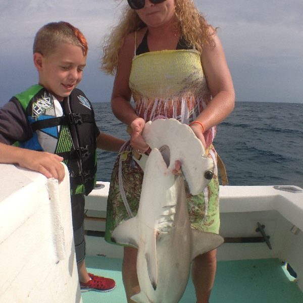 patchell hammerhead